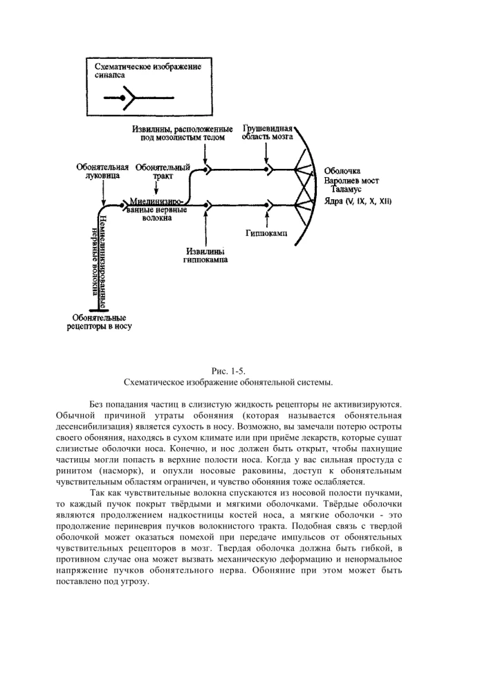 Terapia czaszkowo-krzyżowa. Księga 2